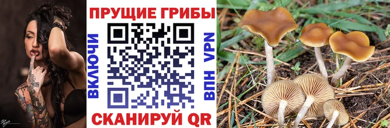 цена   Борзя  Псилоцибиновые грибы Psilocybe 